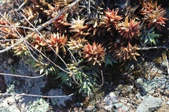 Astroloba rubriflora