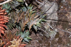 Astroloba rubriflora