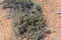 Aspalathus spinosa flavispina