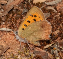 Chrysoritis midas