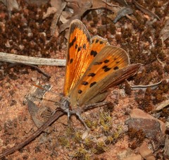 Chrysoritis midas