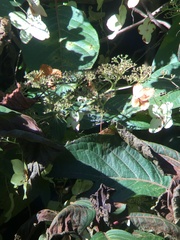 Hydrangea