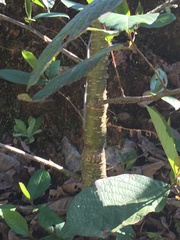 Alnus