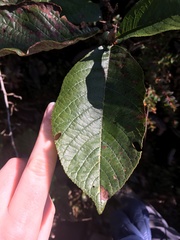 Alnus