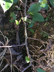 Alnus
