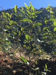 Alnus
