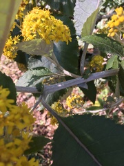 Asteraceae