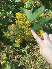 Asteraceae