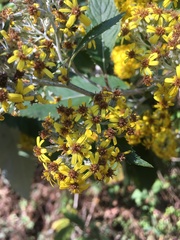 Asteraceae