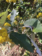 Asteraceae