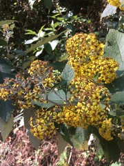 Asteraceae