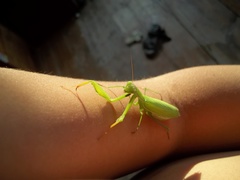 Mantis religiosa