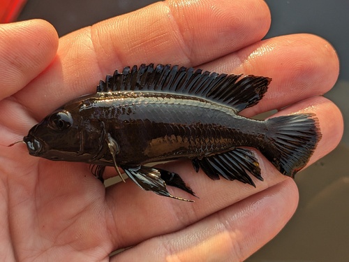 Blackfin mbuna (Melanochromis melanopterus) — Cichlidae — 3