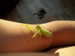 Mantis religiosa