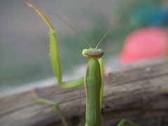 Mantis religiosa