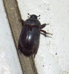 Temnorhynchus