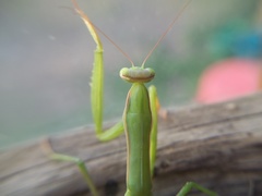 Mantis religiosa