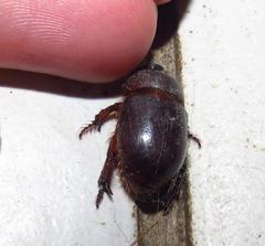 Temnorhynchus