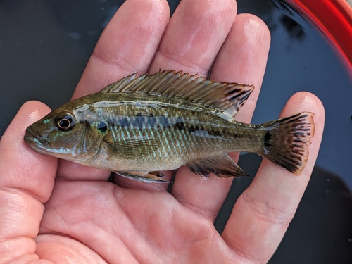 Williams' mbuna (Pseudotropheus williamsi) — Cichlidae