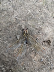 Zosteraeschna minuscula