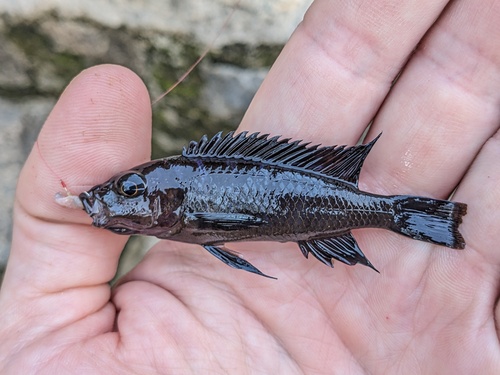 Zwartvin-mbuna (Melanochromis melanopterus) — Cichlidae