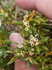 Grevillea australis