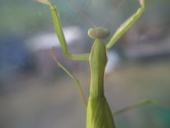 Mantis religiosa