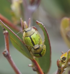 Paropsisterna hectica