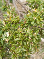 Grevillea australis