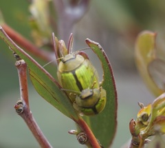 Paropsisterna hectica