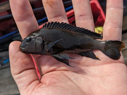 Blackfin mbuna (Melanochromis melanopterus) — Cichlidae — 5