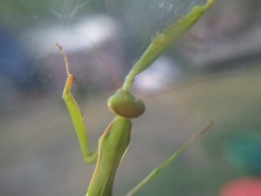 Mantis religiosa