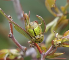 Paropsisterna hectica