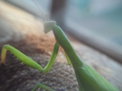 Mantis religiosa
