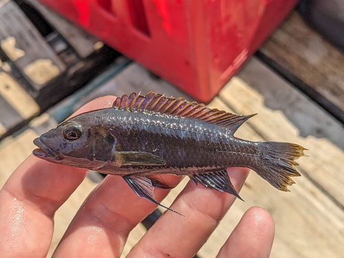 Blackfin mbuna (Melanochromis melanopterus) — Cichlidae — 4