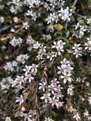 Nematolepis ovatifolia
