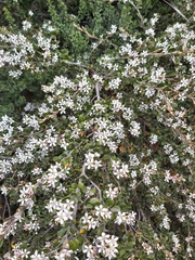 Nematolepis ovatifolia