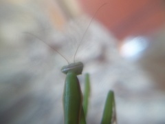 Mantis religiosa