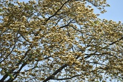 Pseudosamanea guachapele