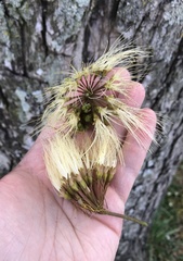 Pseudosamanea guachapele