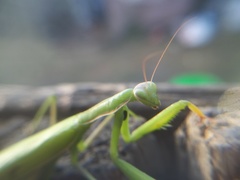 Mantis religiosa