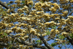 Pseudosamanea guachapele