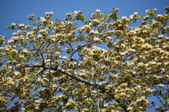 Pseudosamanea guachapele