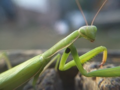Mantis religiosa