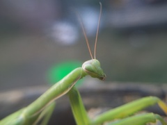 Mantis religiosa