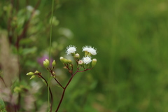 Ageratina gracilis