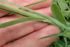 Erigeron primulifolius