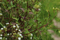 Ageratina gracilis