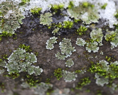 Physconia enteroxantha