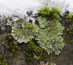 Physconia enteroxantha